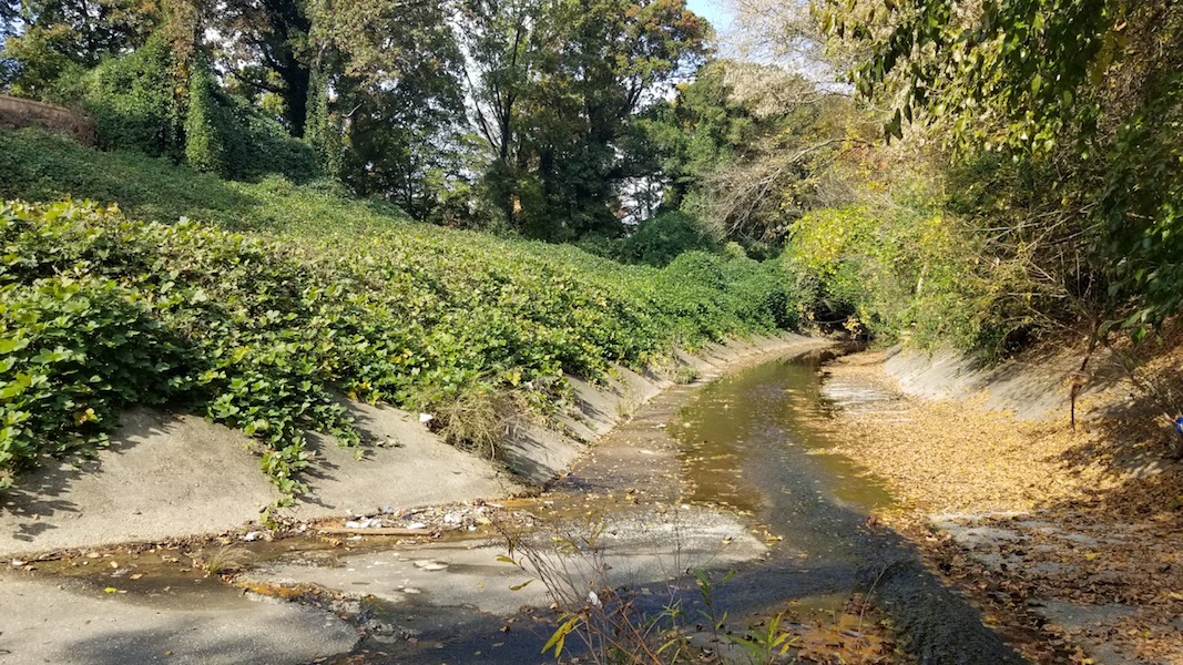 streambed with overgrowth