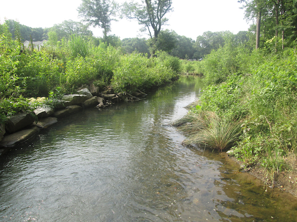 stream restoration with green vegetation photo