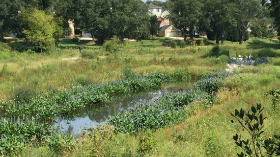 Photo of McDaniel Branch Wetlands