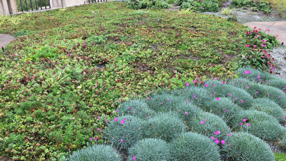 Photo City Hall Green Roof Garden
