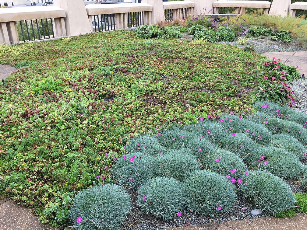 Photo City Hall Green Roof Garden