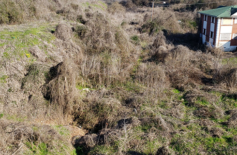 overgrown land with house
